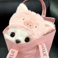 Trần Thị Dung avatar